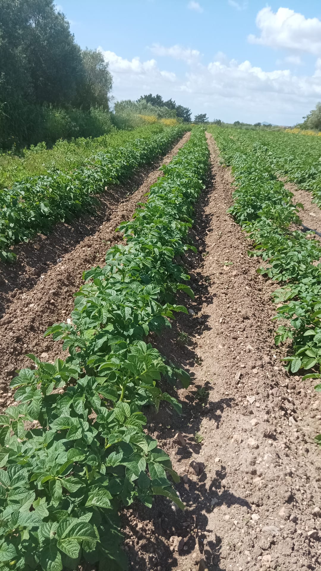 Campo coltivato con file di ortaggi in terra rossa